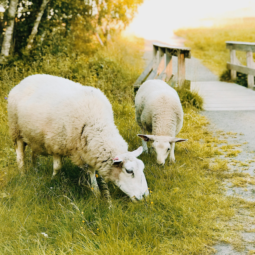 Les couettes écologiques Origins en Pure laine Vierge et coton bio