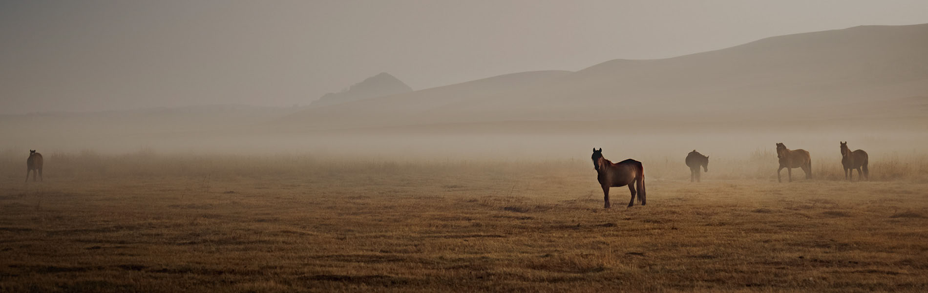 Crin de cheval