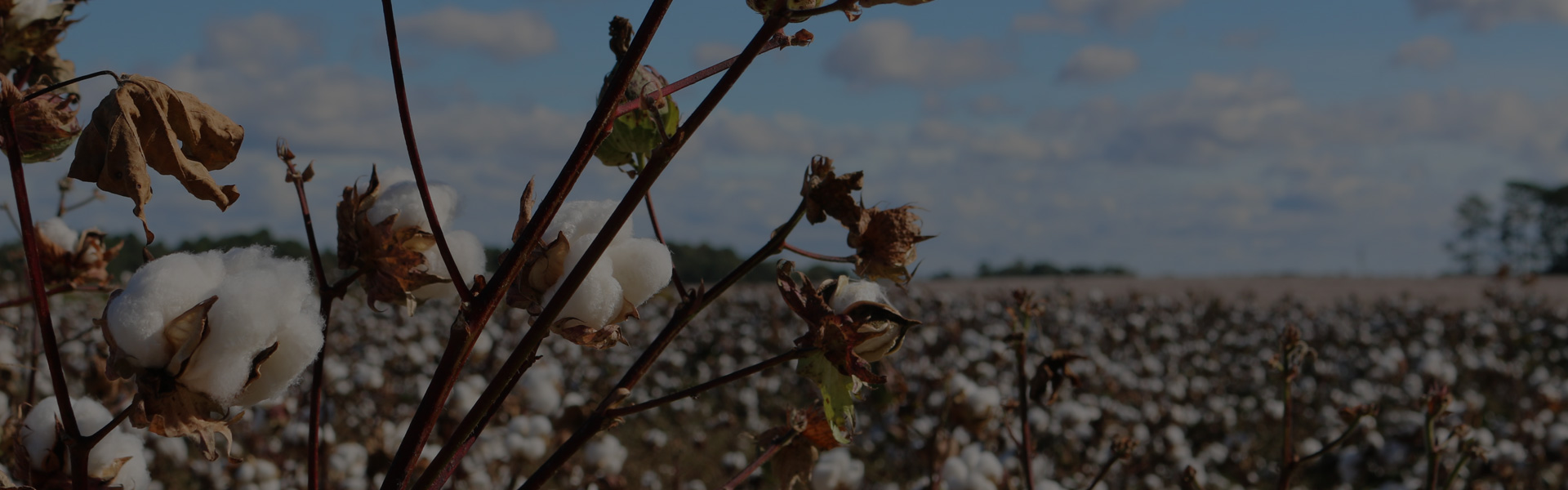 Linge Cotonea